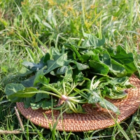 [농협] 한아름드린 제철미각 시금치 500g/1kg/2kg(특)