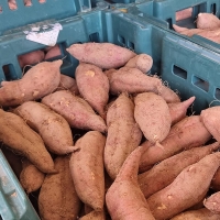 [자연속애] 안면도 호박고구마 3kg/5kg/7kg/10kg (왕400g-700g내)