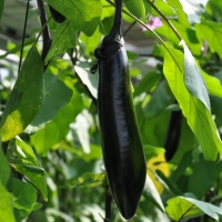 [농협] 한아름드린 제철미각 가지 1kg/2kg/5kg (특)