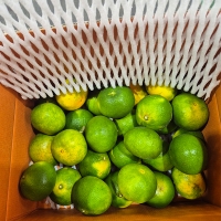 [감귤최고] 극조생 제주 감귤 가정용 4.5kg 노지 감귤