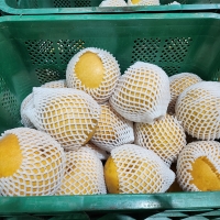 [햇배최고] 신고배 가정용 못난이 달콤한 배 3kg 5kg