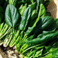 [농협] 한아름드린 제철미각 시금치 500g/1kg/2kg(특)