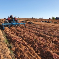  [주말특가] 정성가득 무안 황토 베니하루카 꿀고구마 소/ 특상  3kg 5kg