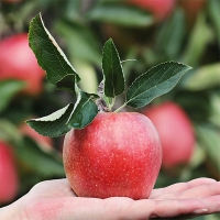 아삭아삭 달~콤한 가정용 부사사과(푸)