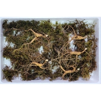 이석철농가 11년근이상 산양 산삼 5뿌리