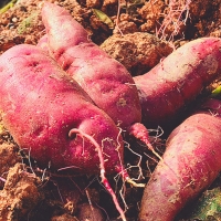 [농협] 한아름드린 세척 꿀고구마 2kg/3kg/5kg/10kg(특상/100-300g)