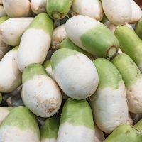 아삭한 식감의  강원도  고랭지무(푸)