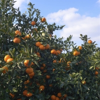  [농협] 한아름드린 제주 노지감귤 2kg/3kg/5kg (사이즈S)