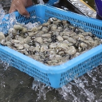 통영 제철 굴 햇굴 생굴  80알 내외