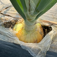 산지직송 국내산 창녕 고령 단단한 햇양파  중 대 특 1kg 2kg 3kg 