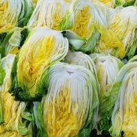 [예약배송] [강원도 고랭지_HACCP] 4차세척/속이꽉찬 절임배추 10kg(4-5포기)