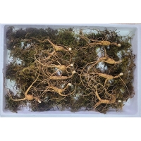 이석철농가 11년근이상 산양 산삼 5뿌리