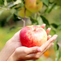 [만원의 행복] [사과캄스] 빨간 부사 사과 1.5kg 2kg 3kg 가정용 실속형
