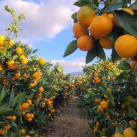 [황금최고] 제주 황금향 3kg 5kg 소과 중과 가정용 못난이