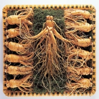  [名品] 금산인삼 선물용 포장 수삼세트(1000g)(24~28뿌리)