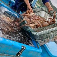 탄탄한 육질 통영 돌문어(푸)