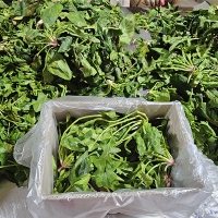 [신한카드 할인]  남해의 선물  보물초 시금치(푸)