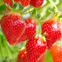 [웰루츠] 냉동 홀 딸기 1kg×2ea