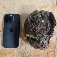자연산 손질 바위굴 벚굴 2kg 3kg 