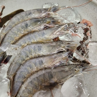 [새우캄스] 흰다리 새우 활새우 1kg 2kg 3kg