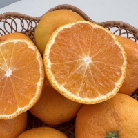 고당도 프리미엄 로얄과 노지감귤(유라조생/유라실생/타이백 등 고당도)