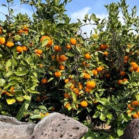 [농장직송/첫수확] 제주 고당도 조생감귤 [2.5kg-4.5kg]