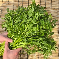 청정지역이 키워낸 청도미나리