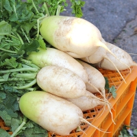 [농협] 한아름드린 신선 무 3kg/5kg/10kg(특/개당중량1~3kg)