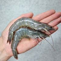 [새우캄스] 흰다리 새우 활새우 1kg 2kg 3kg