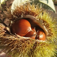 부여 햇밤(푸)