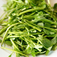 [농협] 한아름드린 제철미각 수경 미나리 1kg/2kg/4kg(특)