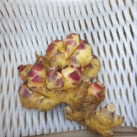 [만원의 행복] [생강최고] 찐한 생강 흙생강 세척생강 1kg