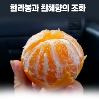 [황금향 선물세트] 제주 산지직송  고당도  황금향   3k(11~16과)