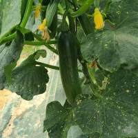 [한입최고] 대세 미니오이 500g 1kg 2kg 아삭한 오이