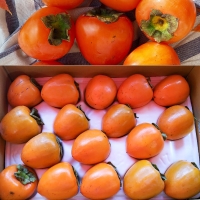 달콤한  고당도  대봉감  (3kg/5kg/10kg)