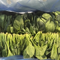 남해의 선물  보물초 시금치(푸)