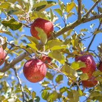 [과일예찬] 못생겨도 맛좋은 가정용 사과 3kg(10-16내)