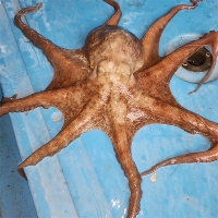 [신한카드 할인] 탄탄한 육질 통영 돌문어(푸)