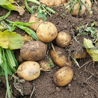 부드럽고 달달한 맛 두백감자(푸)