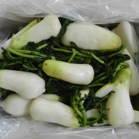 [신한카드 할인]  싱싱하고 아삭아삭한  알타리&초롱무