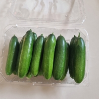 수분이 가득한 미니오이