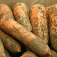 [농협] 한아름드린 흙당근 2kg/3kg/5kg/10kg(특)