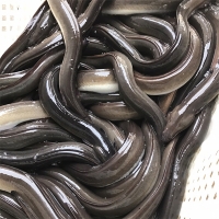 [신한카드 할인] 고창  자포니카 명품 풍천 민물장어(푸)