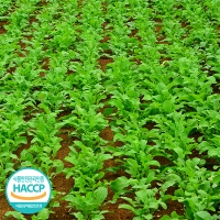 [김장철] 시원하고 아삭한 식감의 열무김치 & 열무물김치(푸)