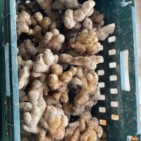 깊은향을 가진  경북 흙생강