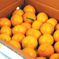 [제주향기] 탐나는 노지감귤 5kg(2L-L/37-46과내)