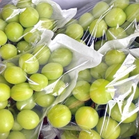 [농협공판장] 정성드린 샤인머스캣 2kg내와(특3-4수) 에어백포장