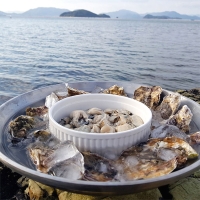 [김장철] 신선함을 그대로  통영 생굴(푸)