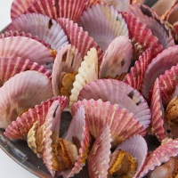 [만원의 행복] 홍가리비 24미 내외 1kg