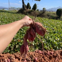 [고구최고] 호풍미 고구마 국산 품종 2kg 3kg 5kg 10kg